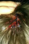 IMAG0240_1.webp