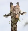 Masai Giraffe IMG_9634a.webp