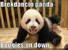 funny-pictures-breakdancing-panda1.webp