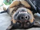 funny-animals-making-funny-faces-001.webp