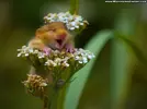 funny-animal-wallpaper-desktop.webp