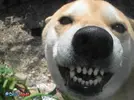 dog_smiling.webp dog_smiling.webp