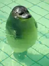 seal.webp