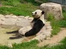 panda_1134898051.webp