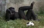 chimp.relaxed.gi.gal.webp