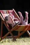 piglet.webp