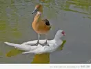 duck.webp
