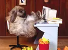 rabbit19_1024x768.webp