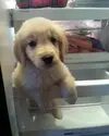 pup.webp