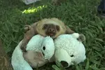 baby lemur.webp
