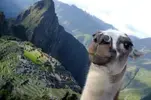 lama.webp