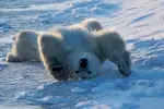 polar bear.webp