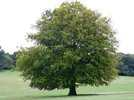 tree.webp