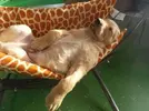 dog.webp