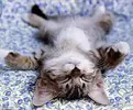 CJGz8iNWgAAYW9J.webp