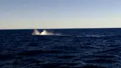 VIDEO0011_0000032548.webp