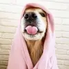CJuUshrUkAAT9-1.webp