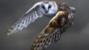 barn_owl_excellent.webp