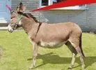 Brexit unicorn.webp
