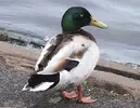 Duck 2a.webp