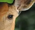 deer.webp