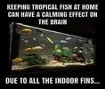 indoorfins.webp