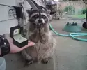 jh.webp