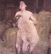 sheep 1.webp