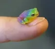 Rainbow Frog.webp