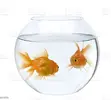 goldfish.webp