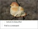 Croissant Bird.webp