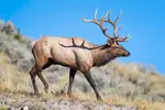 031819-elk.jpg