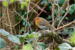 robin1400.webp