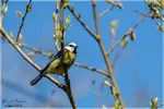 bluetit1400.webp