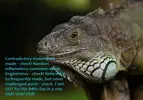 big-iguana (1).webp