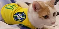 Pet-Cat-Football-Clothes-Tshirt-Summer-Sport-Shirt-Clothing-For-Small-Cats-Kitty-Outfit-Vest-...webp