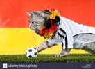 domestic-cat-tabby-adult-dressed-in-the-jersey-of-the-german-national-CW432F.webp