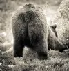 bear-butt-christine-bakke.webp