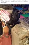 doggy.webp