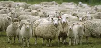 dont-be-a-sheep.webp