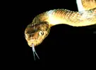 Brown_tree_snake_Boiga_irregularis_2_USGS_Photograph.webp