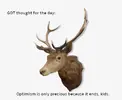 naturalized-deer-head-hunting-trophy_original.webp