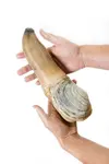 geoduck_resize_md.webp