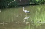 heron 1.webp