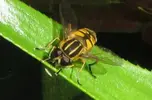 hoverfly.webp