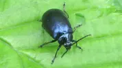 small beetle.webp