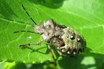 shield bug.webp