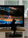 Claire's kitten watching the Olympics.webp