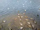 feeding Ducks at llanberris.webp