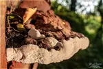 15mm_bracket_fungus_1_4k_1800.webp